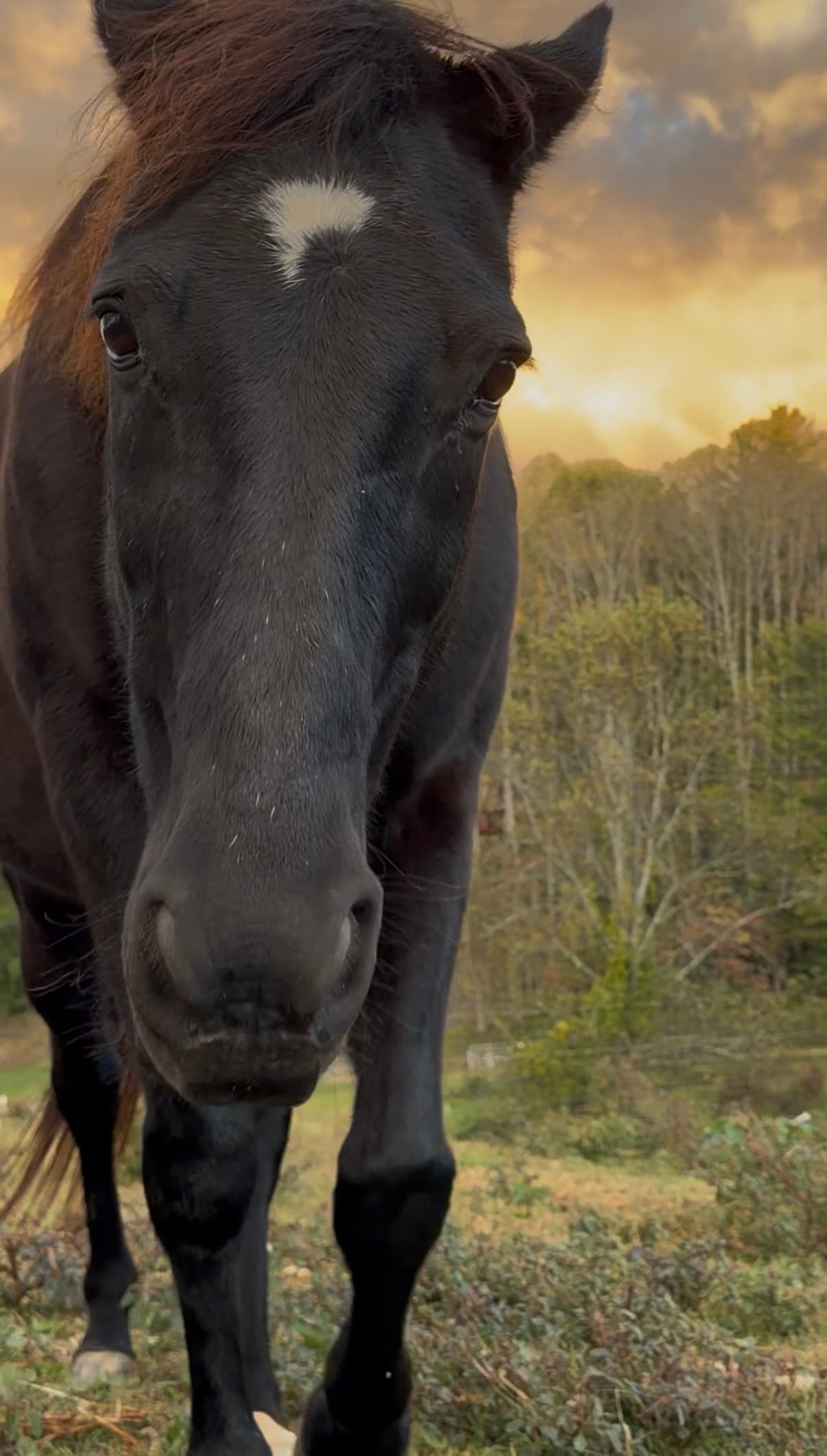 Black horse standing in a pasture at sunset